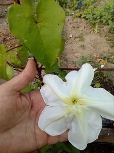  - SEMINTE ZORELE - IPOMOEA ALBA- MOONFLOWER