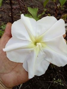  - SEMINTE ZORELE - IPOMOEA ALBA- MOONFLOWER