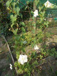  - SEMINTE ZORELE - IPOMOEA ALBA- MOONFLOWER