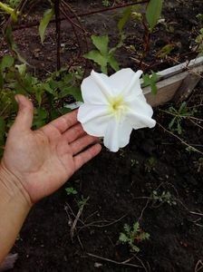  - SEMINTE ZORELE - IPOMOEA ALBA- MOONFLOWER