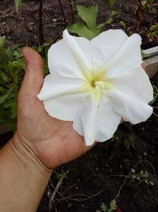  - SEMINTE ZORELE - IPOMOEA ALBA- MOONFLOWER