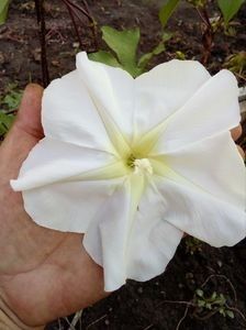  - SEMINTE ZORELE - IPOMOEA ALBA- MOONFLOWER