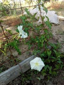  - SEMINTE ZORELE - IPOMOEA ALBA- MOONFLOWER