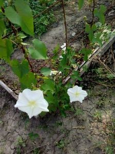  - SEMINTE ZORELE - IPOMOEA ALBA- MOONFLOWER