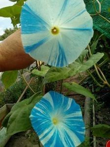  - SEMINTE ZORELE - IPOMOEA - MORNING GLORY