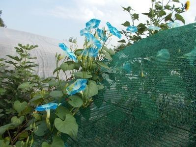  - SEMINTE ZORELE - IPOMOEA - MORNING GLORY