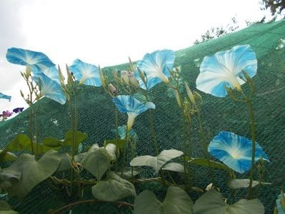  - SEMINTE ZORELE - IPOMOEA - MORNING GLORY