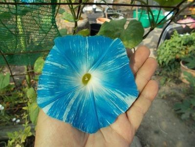  - SEMINTE ZORELE - IPOMOEA - MORNING GLORY