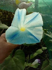  - SEMINTE ZORELE - IPOMOEA - MORNING GLORY