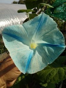  - SEMINTE ZORELE - IPOMOEA - MORNING GLORY