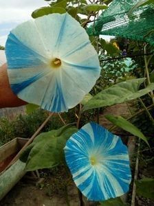  - SEMINTE ZORELE - IPOMOEA - MORNING GLORY