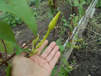  - SEMINTE ZORELE - IPOMOEA ALBA- MOONFLOWER