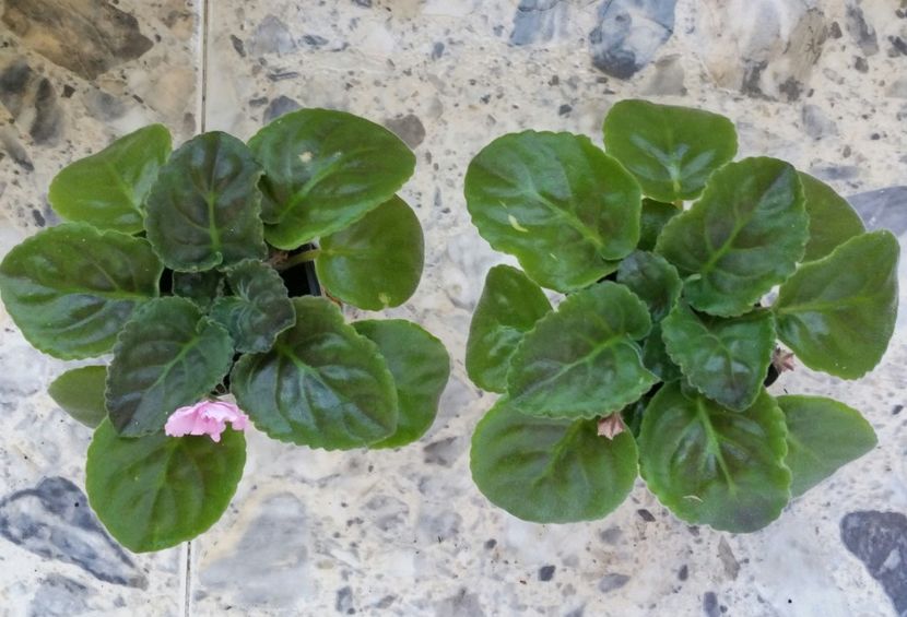 20180827_171726-1 - NOID 9