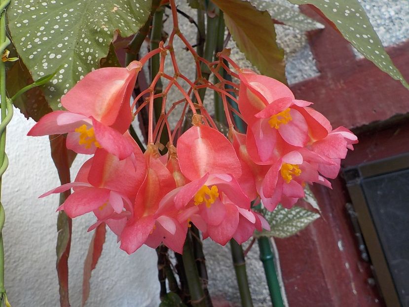  - begonia lucernae