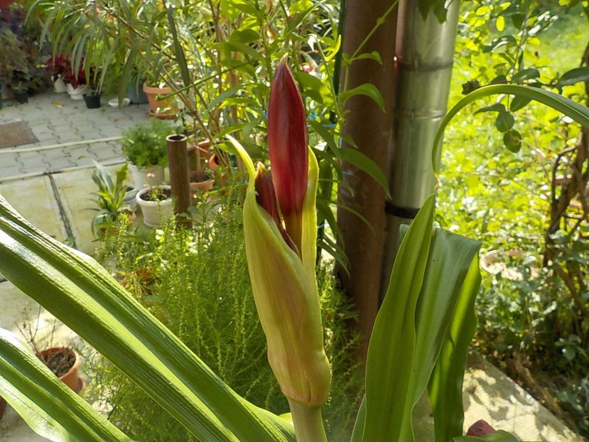  - crinum powelii bosanquet