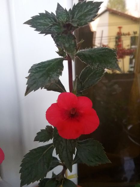  - Indian summer-pierdut