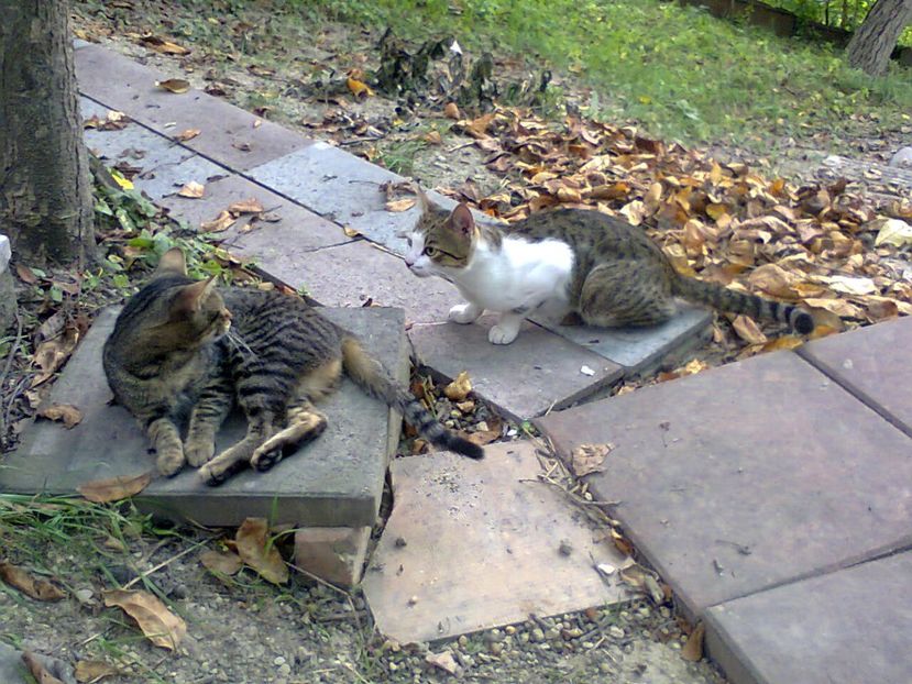 Fotografie4149 - 2018 CAMPIONATUL DE CANASTĂ DE VARĂ INTERFAMILIAR