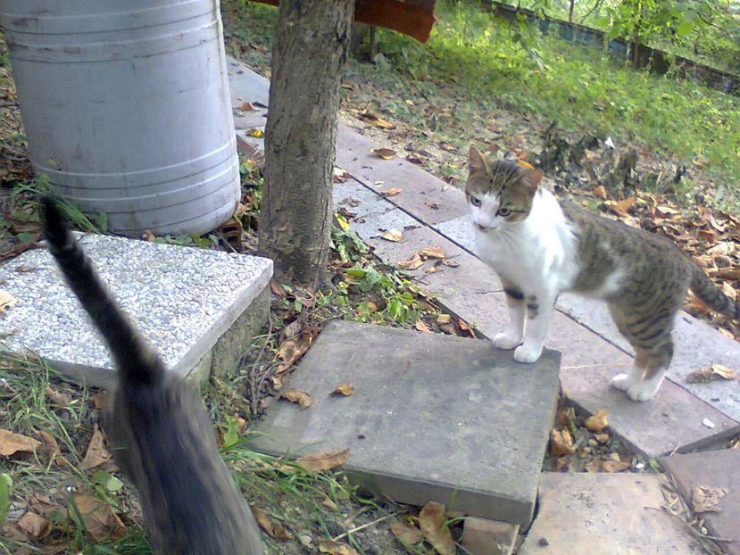 Fotografie4150 - 2018 CAMPIONATUL DE CANASTĂ DE VARĂ INTERFAMILIAR