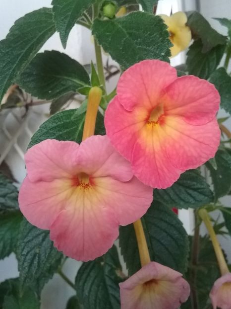 Sweet and Sour - AAA RIZOMI ACHIMENES DISPONIBILI -2023