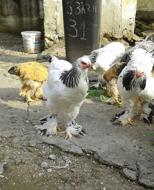 20180827_172547-1 - Pui 2018