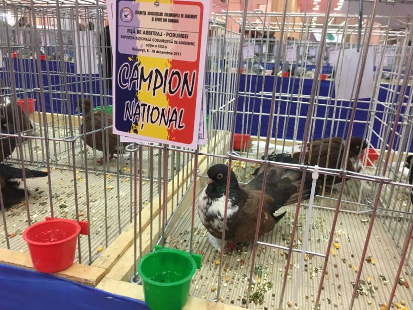 7590288B-80FD-45B1-B52E-052C6AFF5C4A - 5 NATIONALA ROMANIEI BUCURESTI 2017