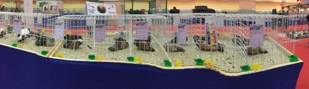 DDC98A73-341D-4DED-975C-5CC094910135 - 5 NATIONALA ROMANIEI BUCURESTI 2017