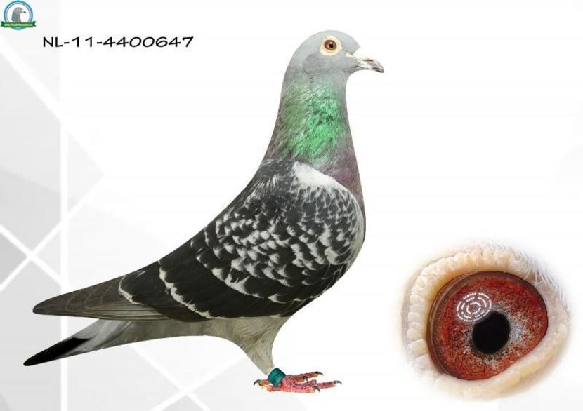  - Achizitii - 2018 - matca