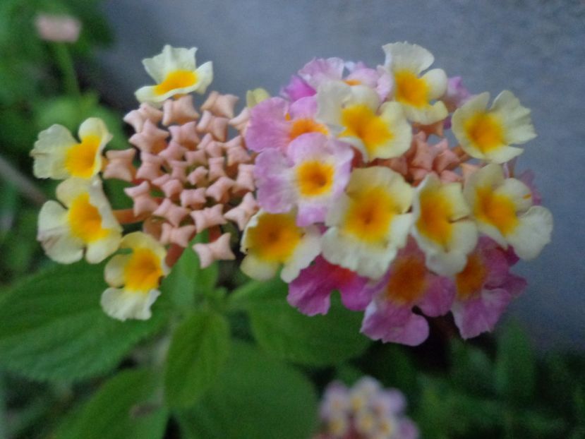  - LANTANA 2018