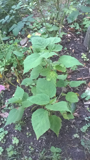  - Hibiscus de gradina