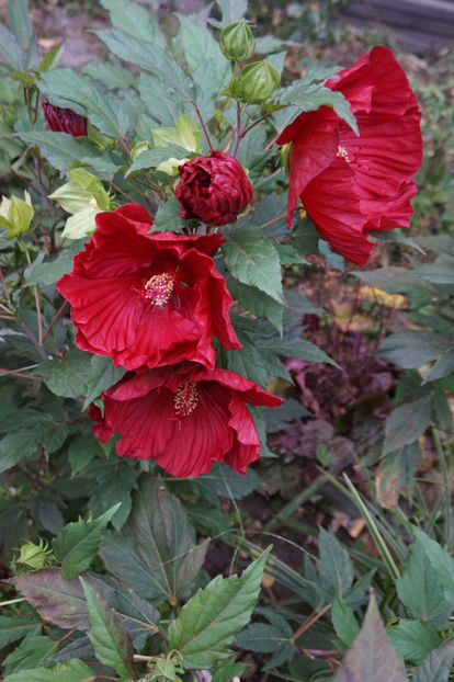 - Hibiscus de gradina