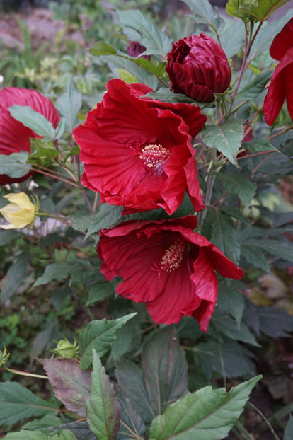  - Hibiscus de gradina