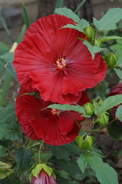  - Hibiscus de gradina