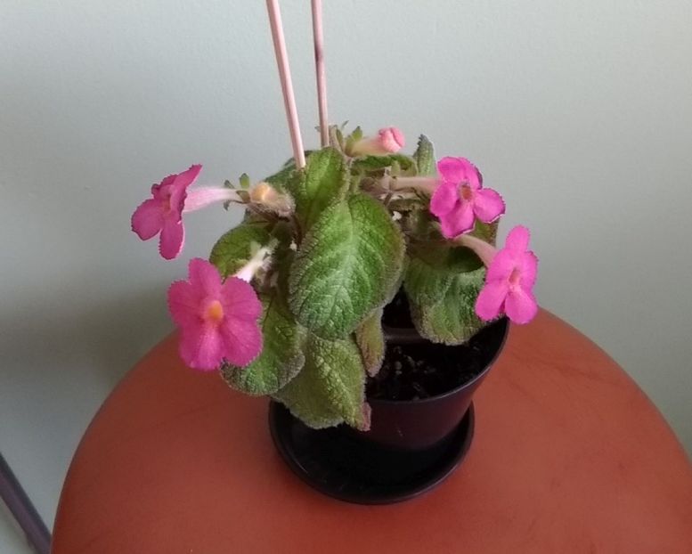 6.06.2018 - Lil Lemon 2017 - 2018