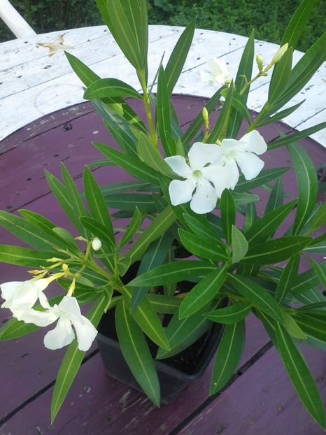 Leandru alb, floare simpla, mare - 2018 Plante de vanzare