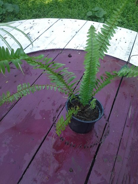 Feriga de interior - 2018 Plante de vanzare