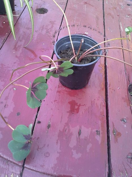 Oxalis - 2018 Plante de vanzare