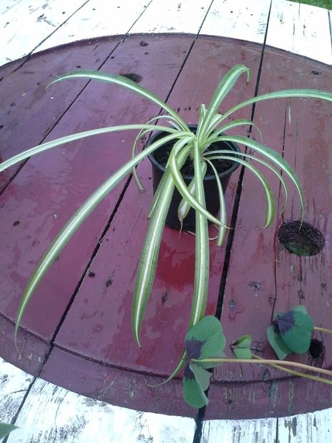 Planta paianjen, voalul miresei - 2018 Plante de vanzare