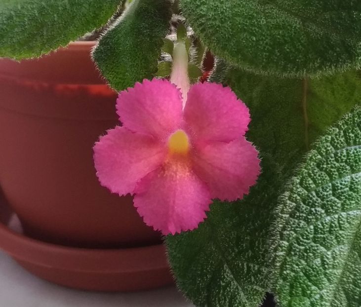 P_20180731_151213 - Lil Lemon 2017 - 2018