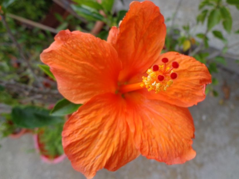  - A-HIBISCUS 2018