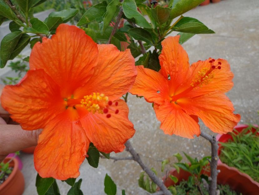  - A-HIBISCUS 2018