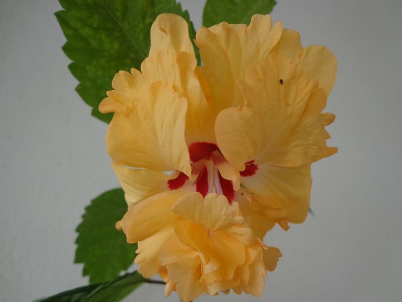  - A-HIBISCUS 2018