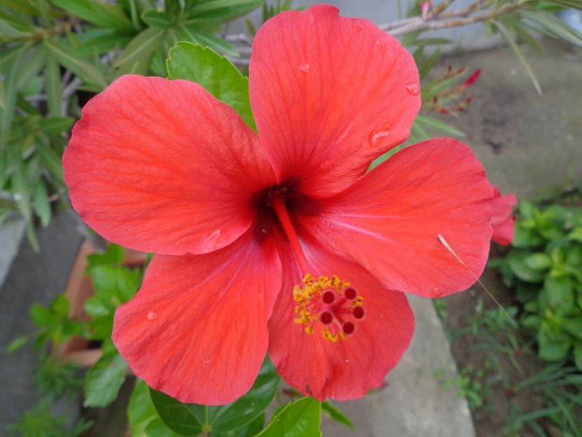  - A-HIBISCUS 2018