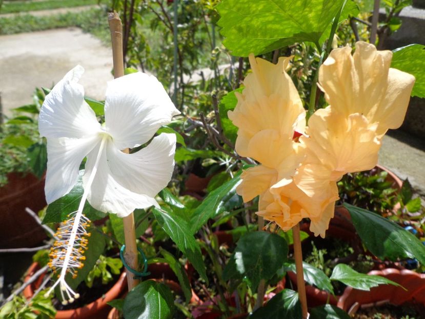 - A-HIBISCUS 2018