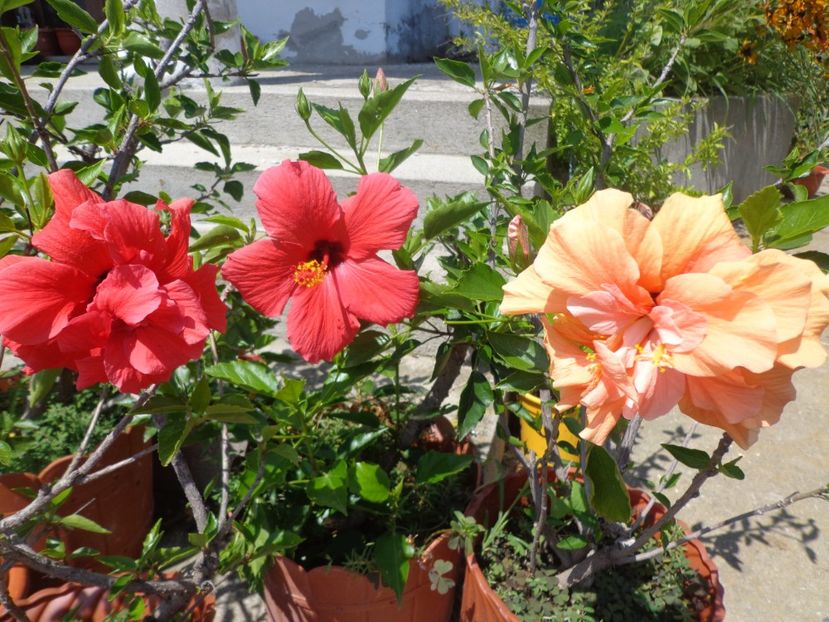  - A-HIBISCUS 2018