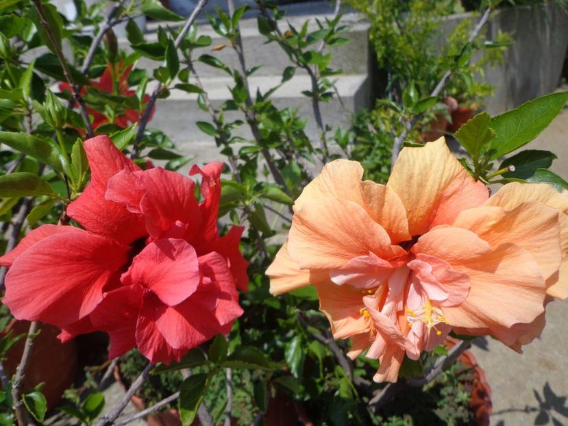  - A-HIBISCUS 2018