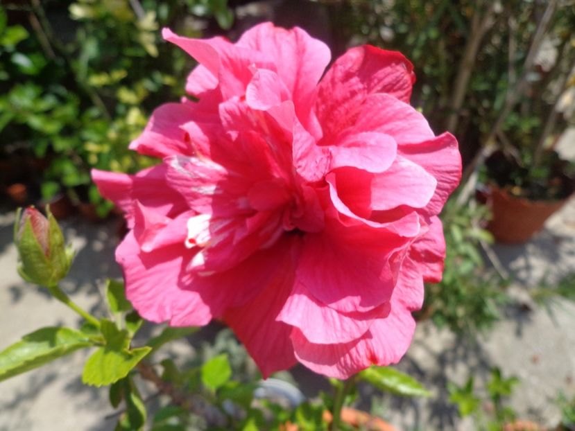  - A-HIBISCUS 2018