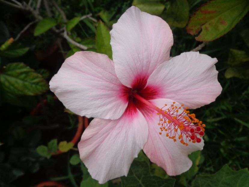  - A-HIBISCUS 2018