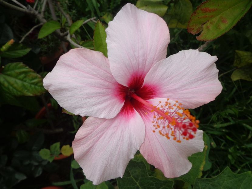  - A-HIBISCUS 2018