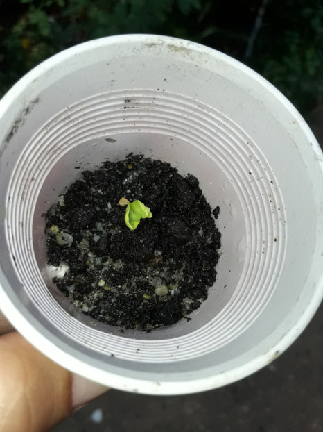  - Hibiscus Plum Crazy