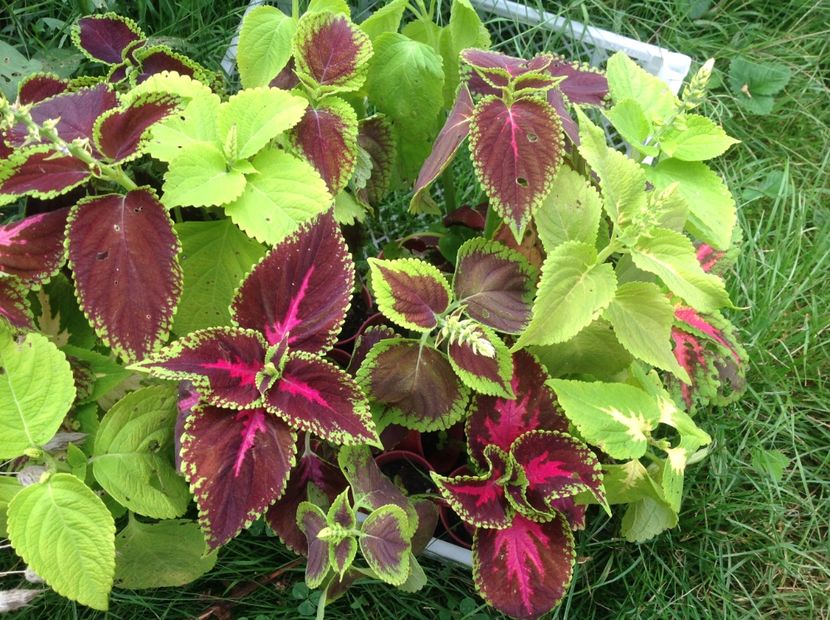  - Coleus Urzicuță